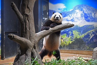 シャオシャオ＝2024年7月22日（東京動物園協会提供）
