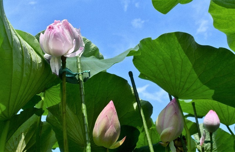 千の花びら 近江妙蓮見ごろ 守山 ／滋賀 | 毎日新聞