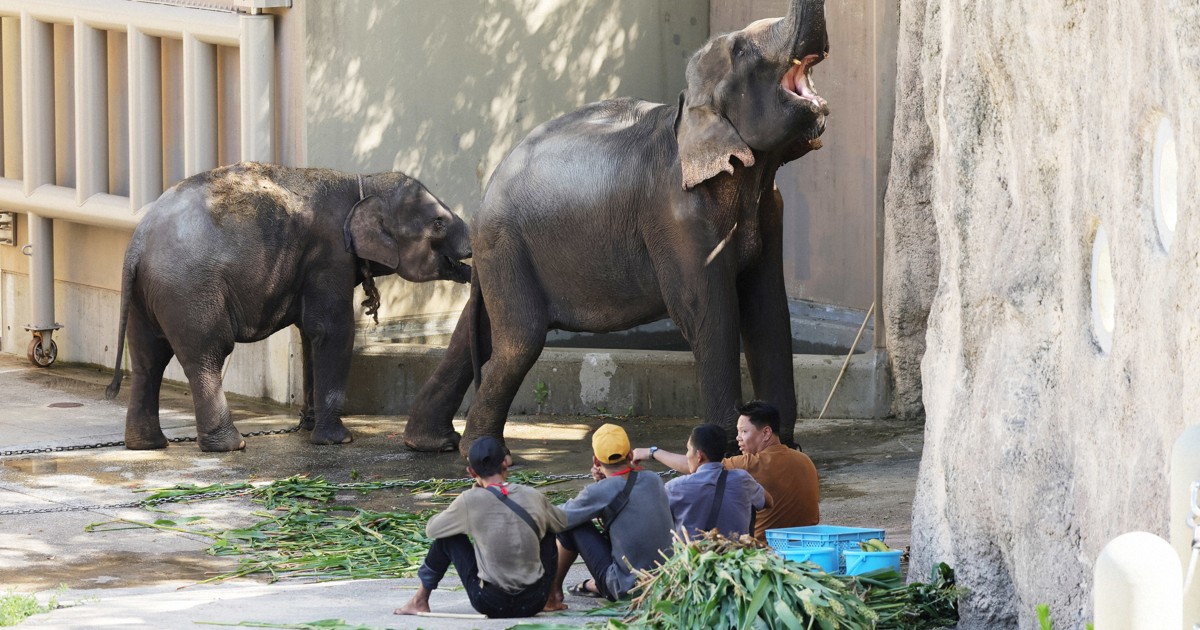 ゾウ4頭、ミャンマーから到着 福岡市動物園 7年ぶり飼育・繁殖へ
