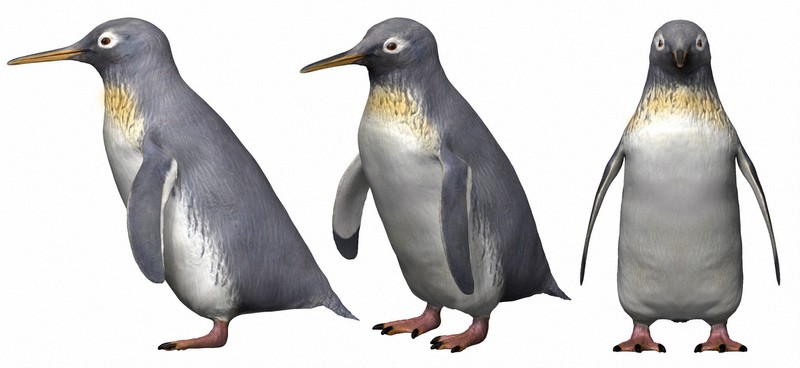 2400万年前の化石ペンギンは新種 NZで発見、最小級で最古 [写真特集1/5