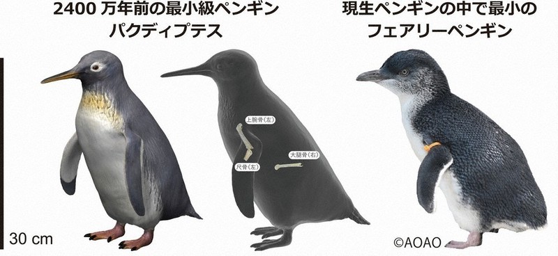 飛べないペンギン 化石ペンギン「新種」 ニュージーランドで発見 足寄博物館などのチーム