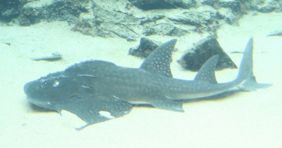 大型新エイ現る 絶滅危惧「シノノメサカタザメ」 佐世保「海きらら