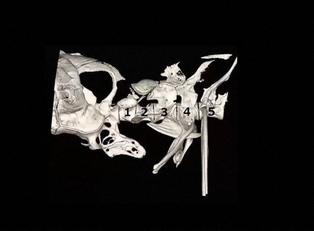 哺乳類の首の骨は7個…では魚は何個？ 埼玉大などが解明 [写真特集1/3