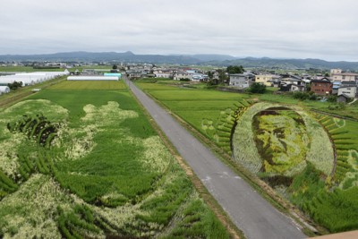 青森田舍館村稻田藝術進入觀賞期，今年以「幽靈畫」與「蘋果娘」為主題