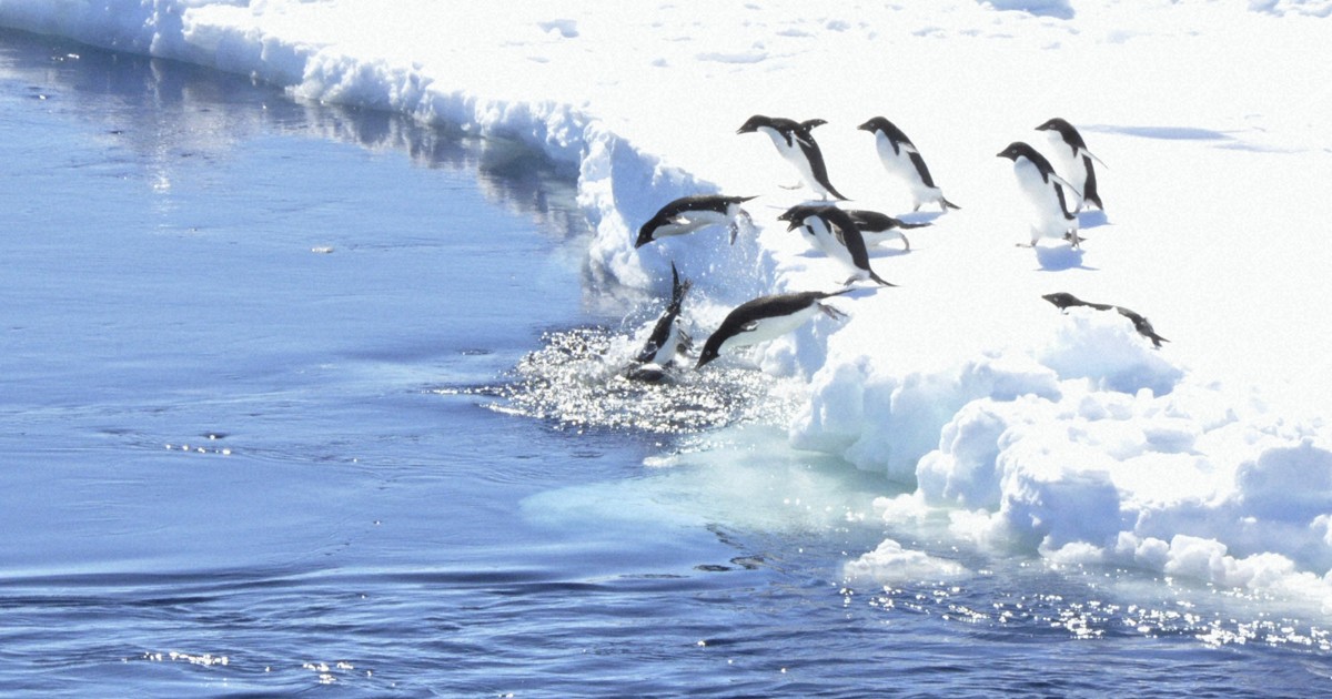 氷ペンギン 氷の世界のペンギンたち 南極で生きる姿 | 毎日新聞
