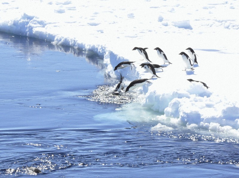 氷の世界のペンギンたち 南極で生きる姿 | 毎日新聞