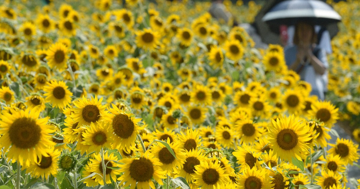 ひまわり様ご確認用 くまこ様ご確認用 くま様確認用 確認用 テディ Super 73 Accessories