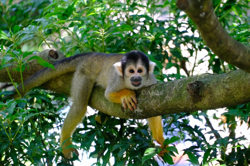 リスざる リスザルが来ました！！ | ZOOオフィシャルブログ