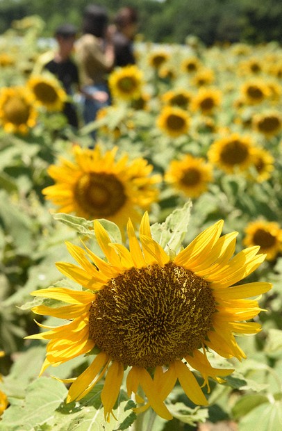 伊勢・ダイム農園ひまわり畑 パワフル、輝く夏色 2000平方メートル4万