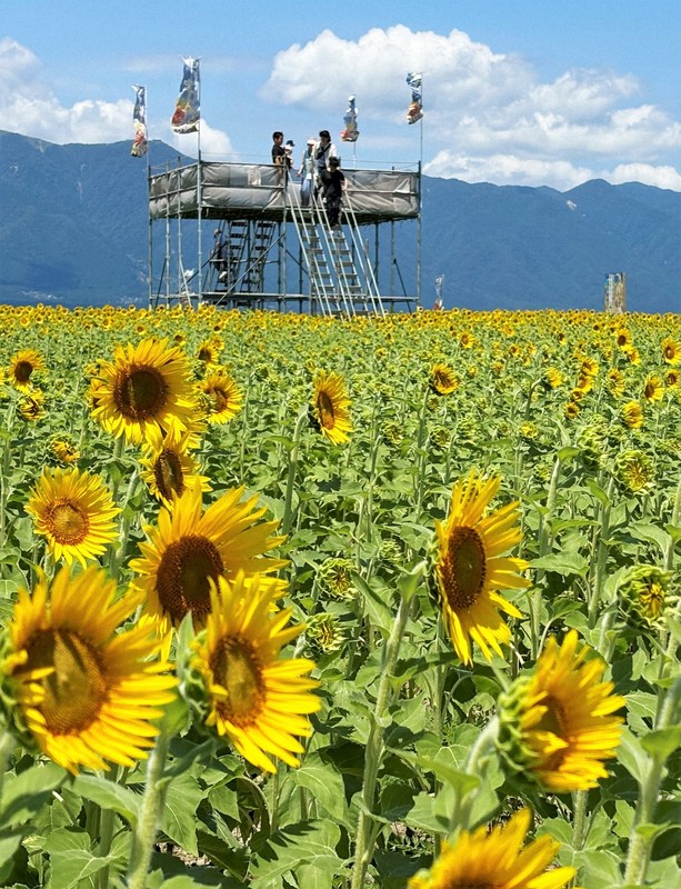 Easy Japanese news in translation: 60,000 sunflower maze event