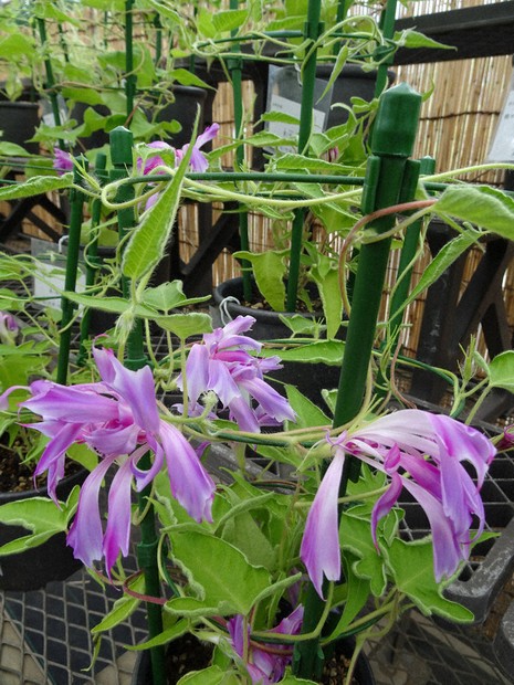 変化朝顔中心に 佐倉で700鉢展示 歴博くらしの植物苑 ／千葉 | 毎日新聞