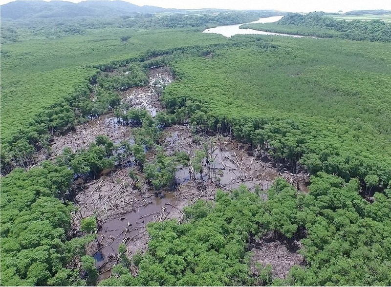 くらしナビ・環境：西表島、自然を次世代に／下 マングローブ脅かす