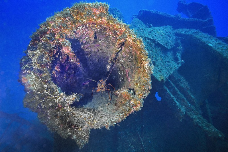 水中写真連載 So Blue：沈没船に潜むアカイセエビ 平和のすみか、永遠