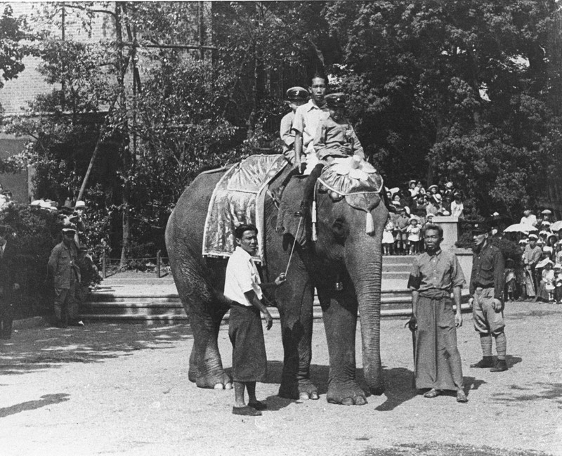 ゾウのいる景色 動物園のいま：愛称ナンバーワンはあの名前 でも、ゾウ