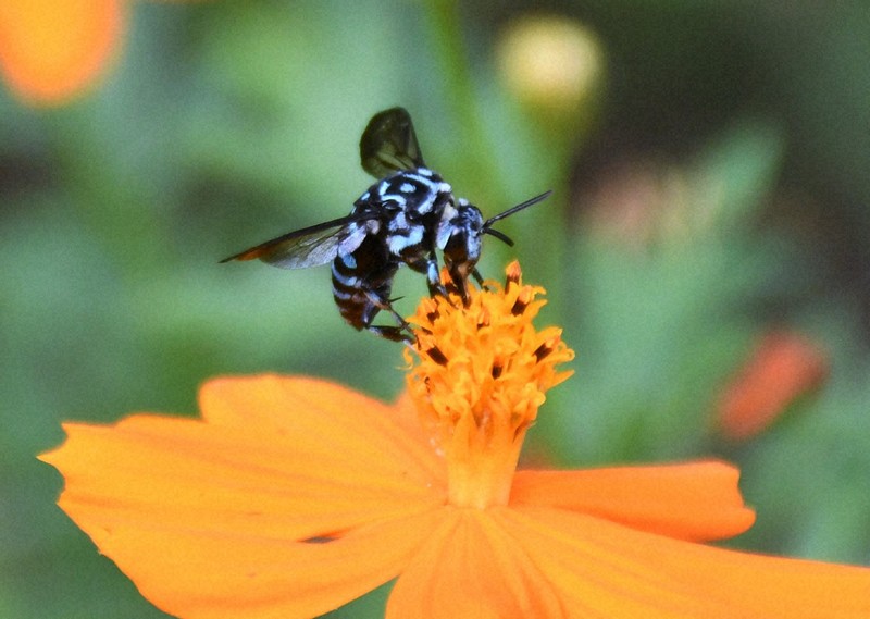 今年も来てくれた♪幸せ呼ぶ青いハチ「ルリモンハナバチ」 滋賀 | 毎日新聞
