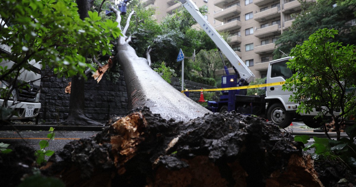 東京・広尾で倒木、台風7号の影響か けが人や建物の損壊なし | 毎日新聞
