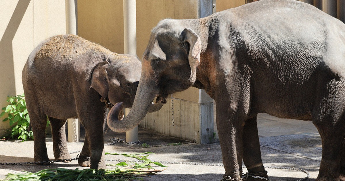 ゾウのいる景色：動物園のいま／1 アジアから輸入、上がるハードル