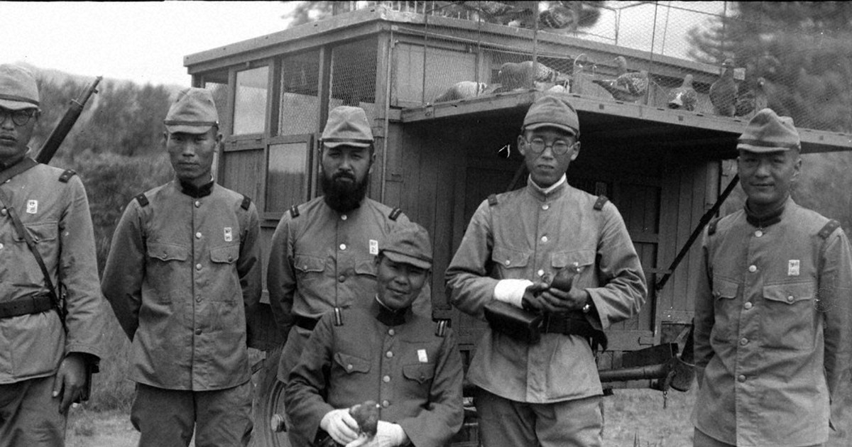 戦中写真を読む：／14 戦争と動物 鳩 通信手段として6万羽 ／東京 