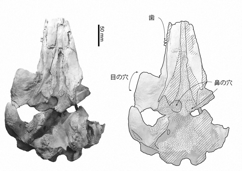 化石 チタニビノスガイ｜富山市科学博物館 Toyama Science Museum