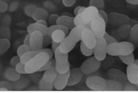 Lactococcus lactis strain Plasma, purported to promote human health, are seen in this image provided by Kirin Holdings Co.