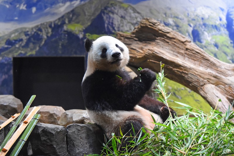 上野歴代パンダ　つなぐ 上野動物園ジャイアントパンダ　飼育の50年 上野・パンダ日記：上野動物園の双子パンダ、4歳に 氷でじゃれ