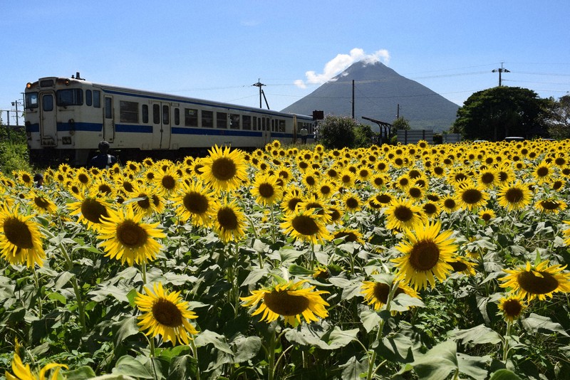 遅咲きヒマワリ10万本、薩摩富士と共演 指宿枕崎線沿いに満開 | 毎日新聞