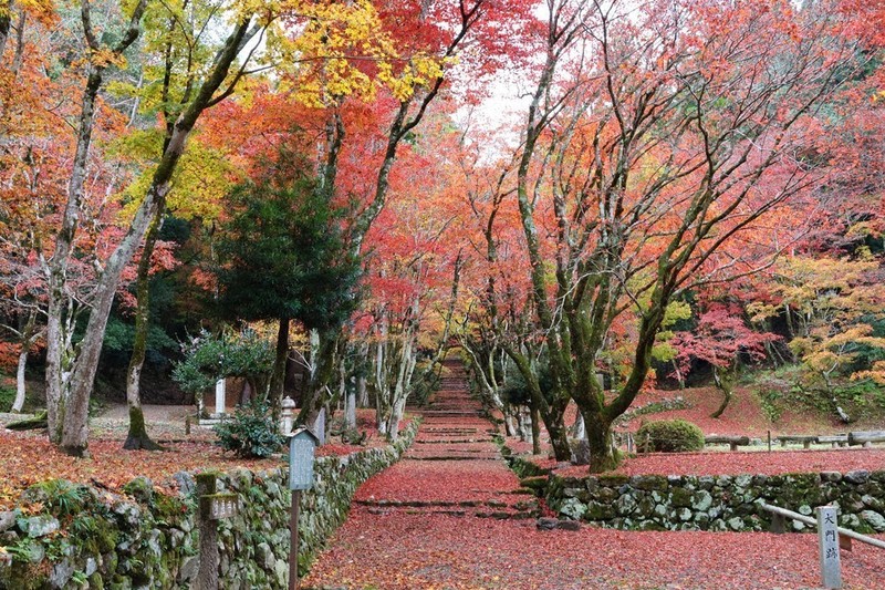 長浜・鶏足寺、今年は予約不要 11月の紅葉シーズン 一般観光客 ／滋賀