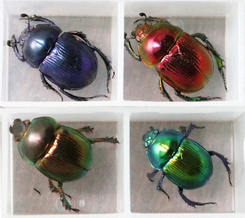 瑠璃色、なぜ奈良だけ？ オオセンチコガネ研究 奈良高生ら 1年半の成果