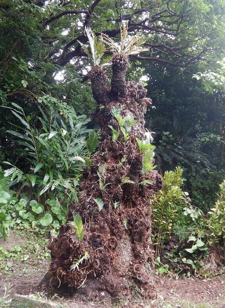 巨大ソテツを保護 老朽化、周辺環境悪化など、樹勢弱り 奄美・喜界島