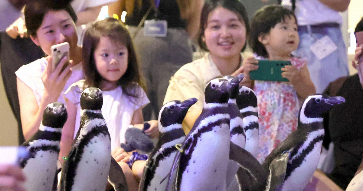 能登から避難したペンギン7羽 東京・すみだ水族館で一般公開 | 毎日新聞