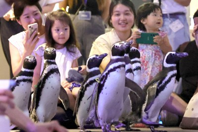 能登から避難したペンギン7羽 東京・すみだ水族館で一般公開 | 毎日新聞