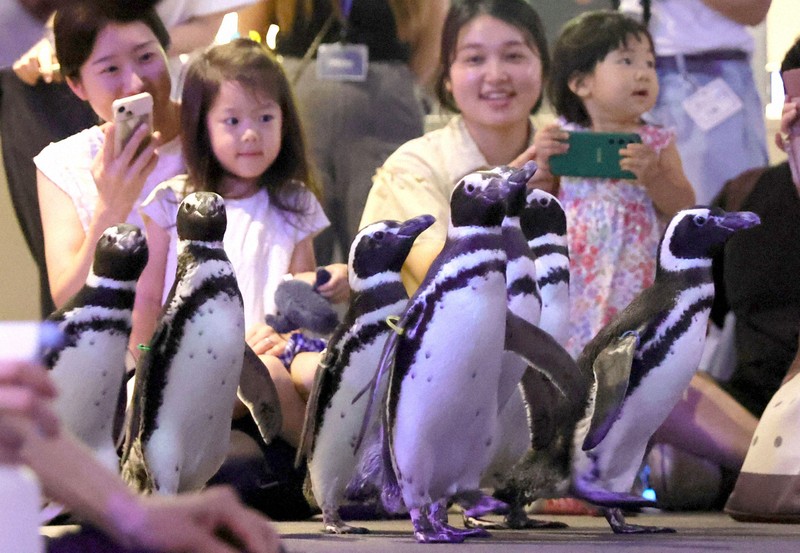 能登から避難したペンギン7羽 東京・すみだ水族館で一般公開 | 毎日新聞