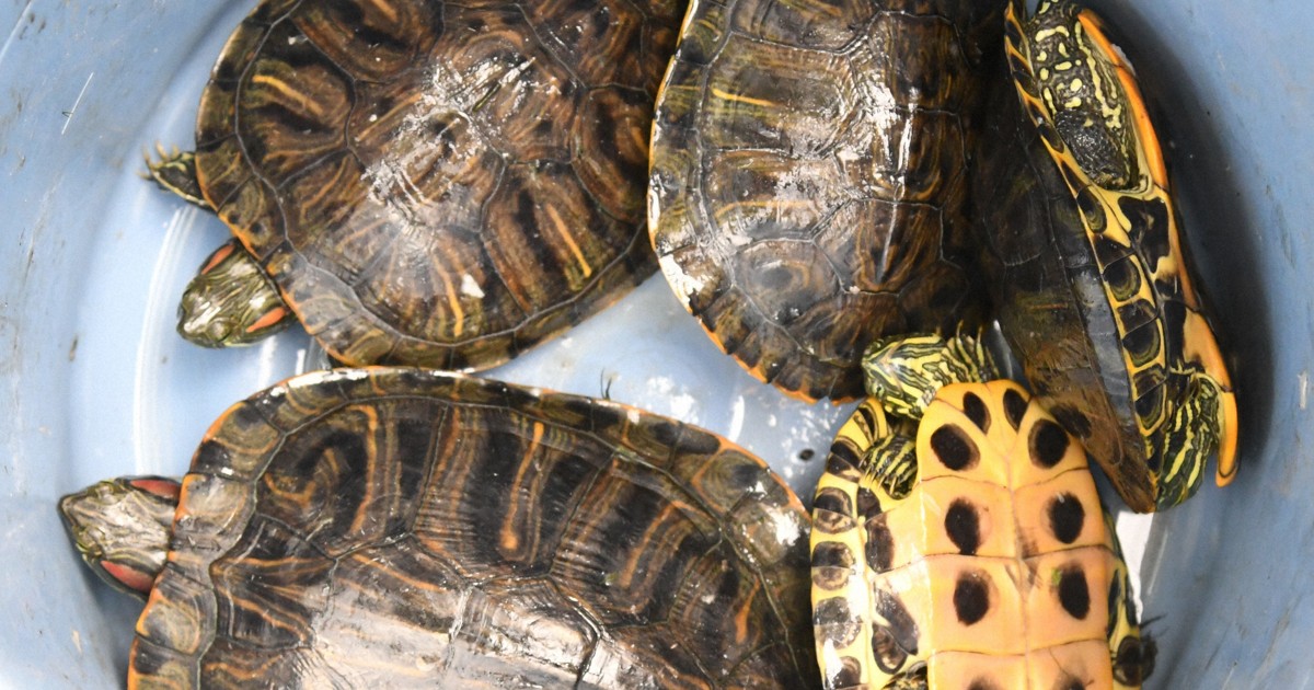ミドリガメ様 ミドリガメの駆除、今年も開始 23年は2カ月間で1650匹 松江 | 毎日新聞