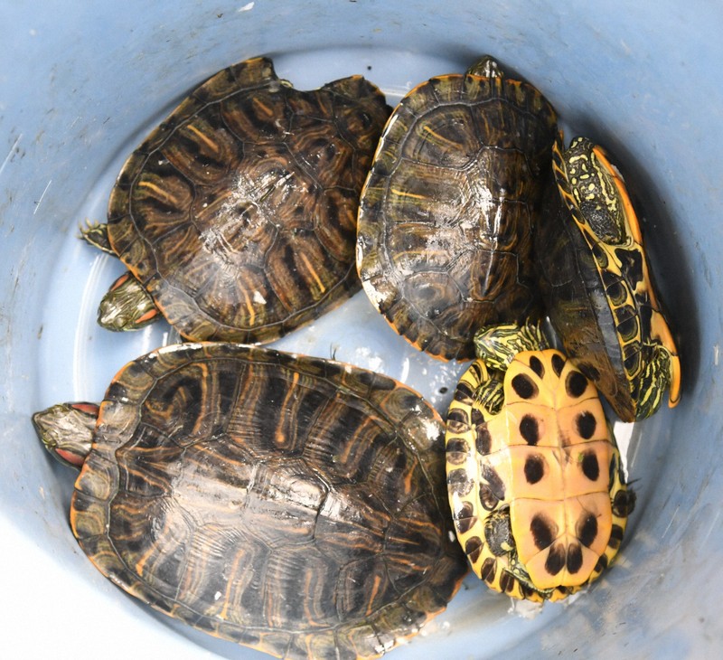 ミドリガメの駆除、今年も開始 23年は2カ月間で1650匹 松江 | 毎日新聞