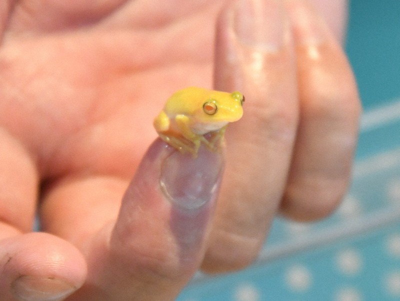 アルビノのシュレーゲルアオガエル