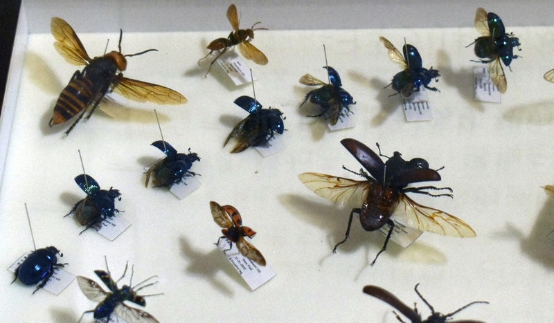 飛び立つコガネムシ 「虫だらけ」展 川上・森と水の源流館 ／奈良
