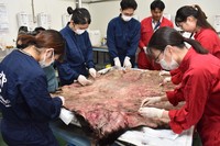 Students remove fat and other parts from the underside of a brown bear's hide, at Obihiro University of Agriculture and Veterinary Medicine in the city of Obihiro, Hokkaido, on Aug. 7, 2024. (Mainichi/Hitoshi Suzuki)