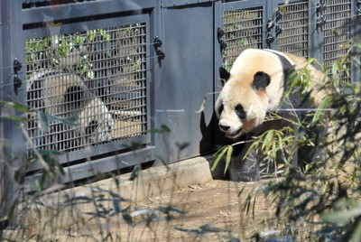 上野動物園で公開されたパンダのオスのリーリー（右）とメスのシンシン＝2011年4月1日、西本勝撮影