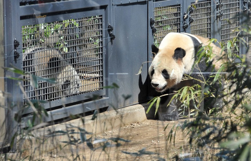 希少☆レトロ☆上野動物園 パンダ シンシン リーリー 子供 人形 3点