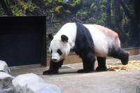 This supplied photo shows giant panda Ri Ri at Tokyo's Ueno zoo on Aug. 19, 2024. (Photo courtesy of the Tokyo Zoological Park Society)