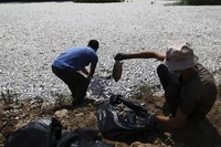 Workers collect dead fish from a river near the port city of Volos, central Greece, on Aug. 29, 2024, following a mass die-off linked to extreme climate fluctuations. (AP Photo/Vaggelis Kousioras)