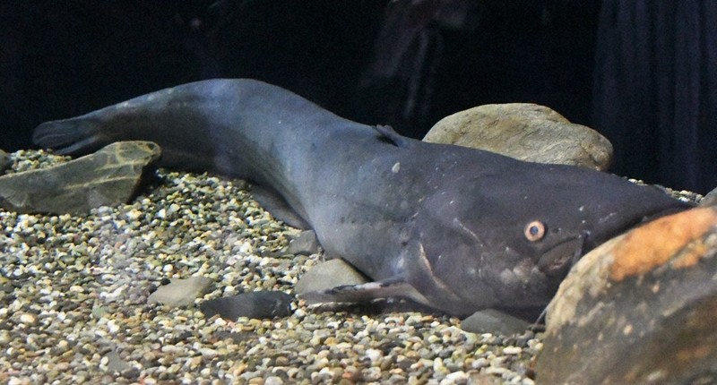 破損の水槽再建へCF ビワコオオナマズ、より魅力的に 草津の琵琶博、11