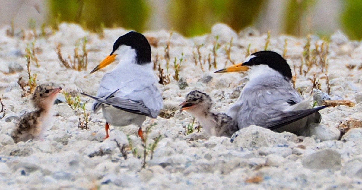 【中古】 海鳥の行動と生態 海鳥の行動と生態―その海洋生活への適応 | 綿貫 豊 |本 | 通販 | Amazon