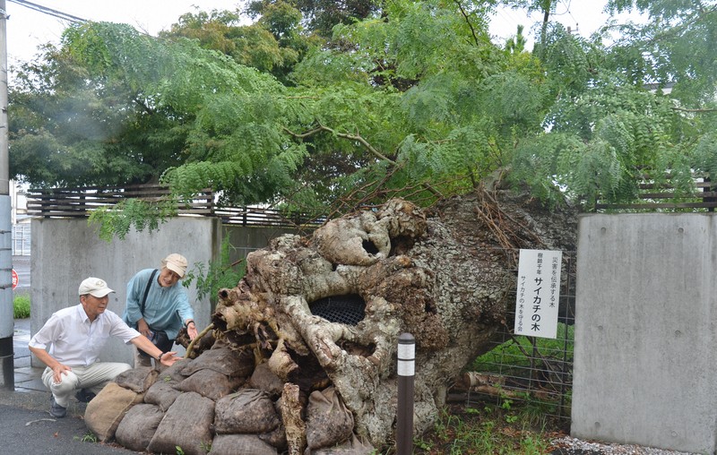 5年前の台風で倒れた樹齢1000年の巨木、新しい根が生え復活 | 毎日新聞