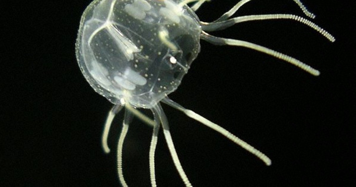 希少種のクラゲ、海きららで展示 佐世保 ／長崎 | 毎日新聞