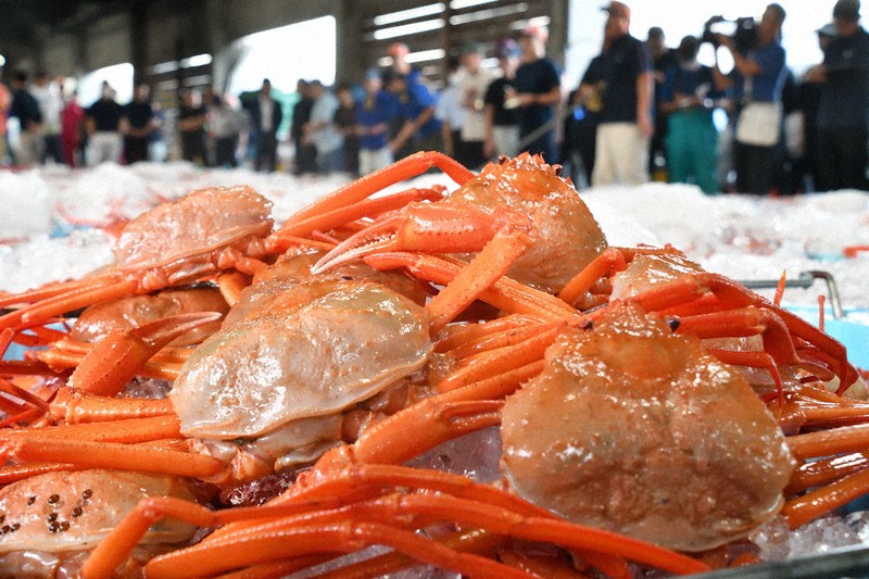 香住ガニ、初競り秋色 漁獲量近年並み ／兵庫 | 毎日新聞