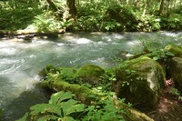 Moss grows wild on rocks and fallen trees beside the Oirase Keiryu mountain stream in the city of Towada, Aomori Prefecture, on Aug. 19, 2024. (Mainichi/Shintaro Matsumoto)