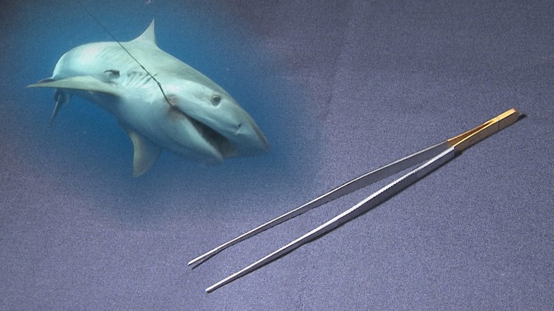 NBCから：世界一の九州が始まる！「サメ肌でつかむ“究極の