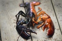 A two-toned lobster is seen in a marine sciences lab at the University of New England, on Sept. 5, 2024, in Biddeford, Maine. (AP Photo/Robert F. Bukaty)