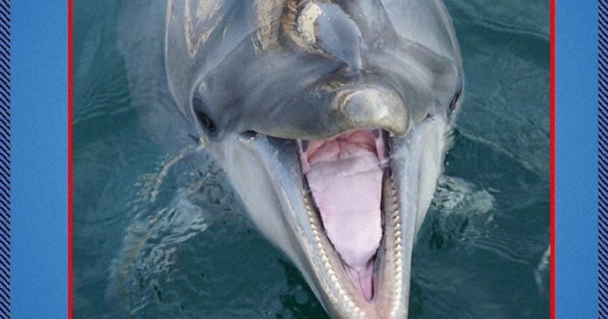 質問なるほドリ：イルカにかまれる被害が出ているんだって